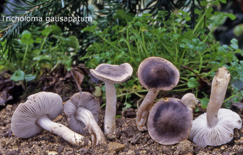 Tricholoma gausapatum-amf1875.jpg - Tricholoma gausapatum ; Syn: Cortinellus gausapatum ; Nom français: Tricholome feutré